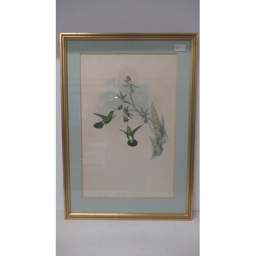 501 - After Gould & Ritcher - Set of three Ornithological lithograph colour prints - 50cm x 33cm - framed ... 