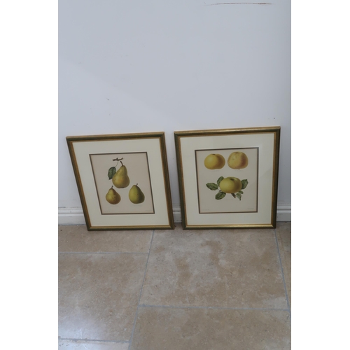 592 - A pair of Botanic lithographs - 27cm x 33cm - circa 1883