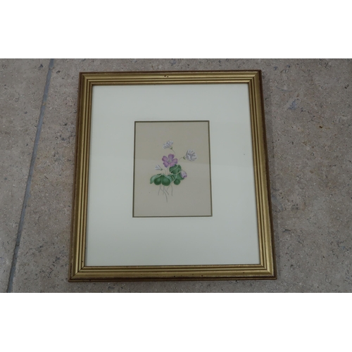 602 - Jemina Losh - Botanic watercolour - 1840 May - 9.5cm x 14cm