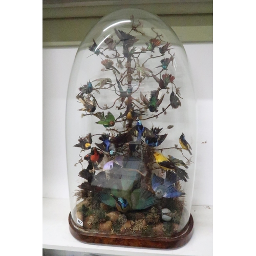 457 - A Victorian glass dome housing 30 exotic birds - 90cm x 56cm