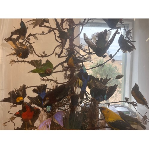 457 - A Victorian glass dome housing 30 exotic birds - 90cm x 56cm