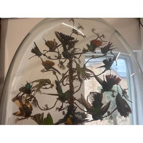 457 - A Victorian glass dome housing 30 exotic birds - 90cm x 56cm