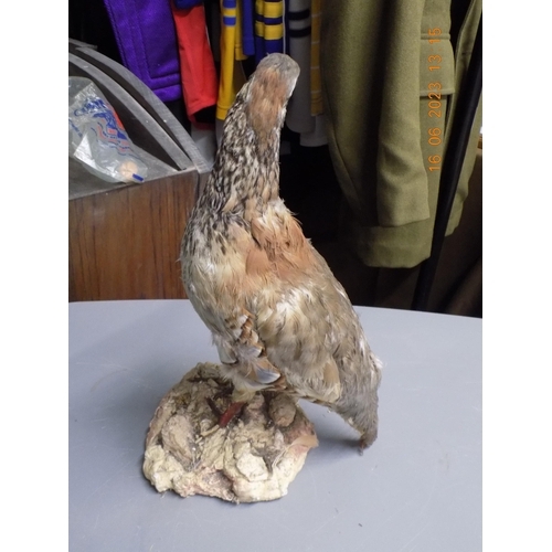 515 - Taxidermy Partridge