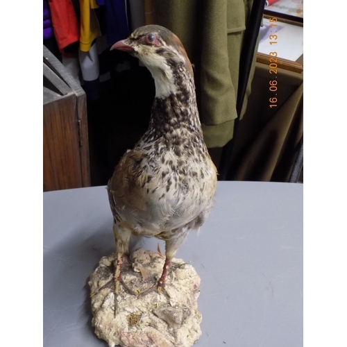 515 - Taxidermy Partridge