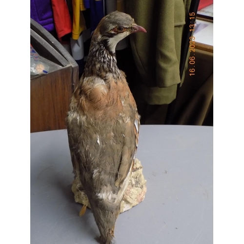 515 - Taxidermy Partridge