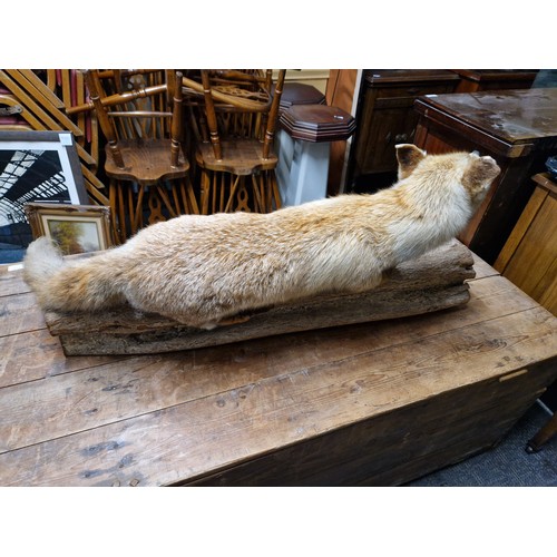 791 - Large Taxidermy Fox