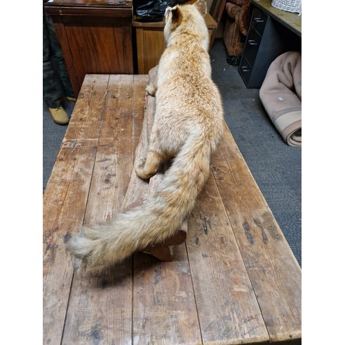 791 - Large Taxidermy Fox