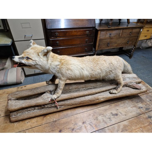 791 - Large Taxidermy Fox