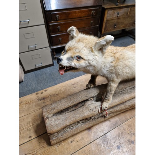 791 - Large Taxidermy Fox