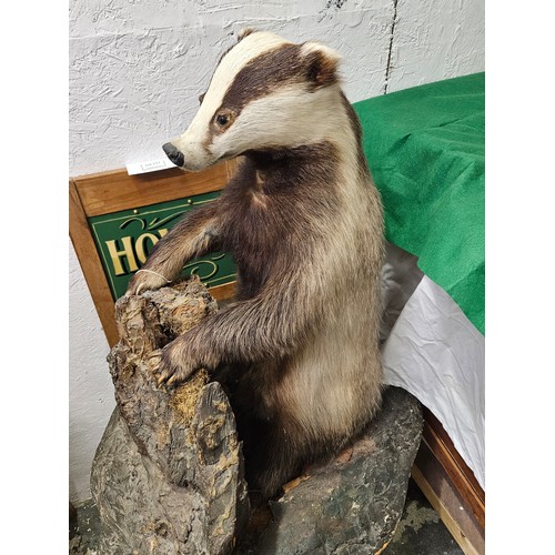 126 - Taxidermy Badger 27 x 24 inches