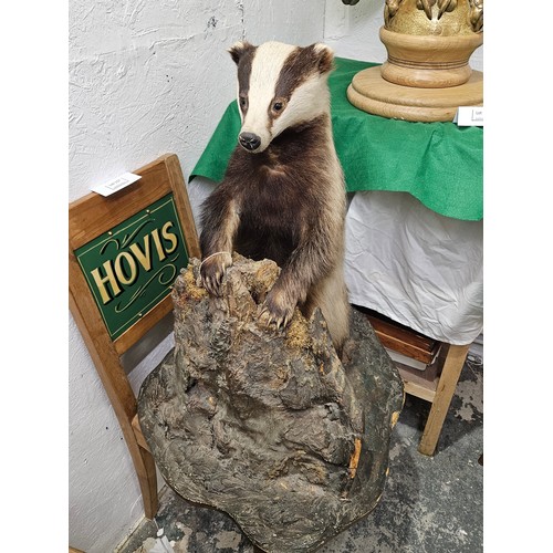 126 - Taxidermy Badger 27 x 24 inches