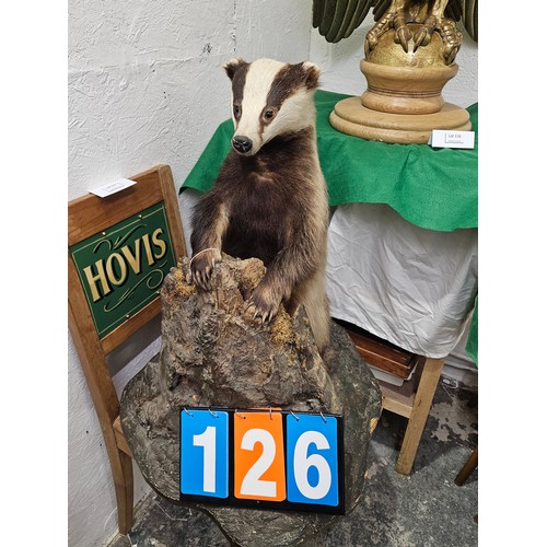 126 - Taxidermy Badger 27 x 24 inches