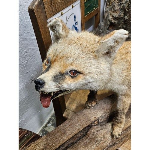 127 - Taxidermy Fox