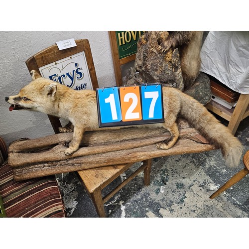 127 - Taxidermy Fox