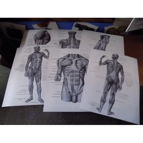 414 - Selection of Vintage Style Anatomy Pictures