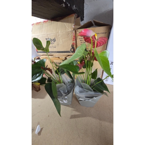 275 - Two Potted Anthurium Plants in Gift Bags