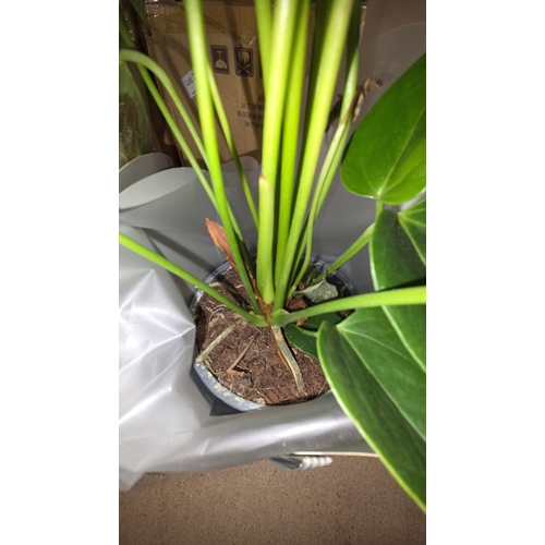 275 - Two Potted Anthurium Plants in Gift Bags