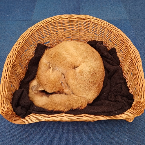 73 - Here is 'Fantastic Mr Fox' who is fast asleep in his basket.  This is the first of a large collectio... 