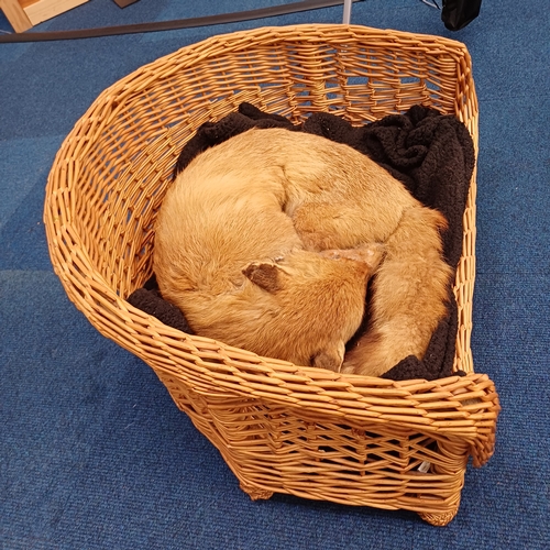 73 - Here is 'Fantastic Mr Fox' who is fast asleep in his basket.  This is the first of a large collectio... 