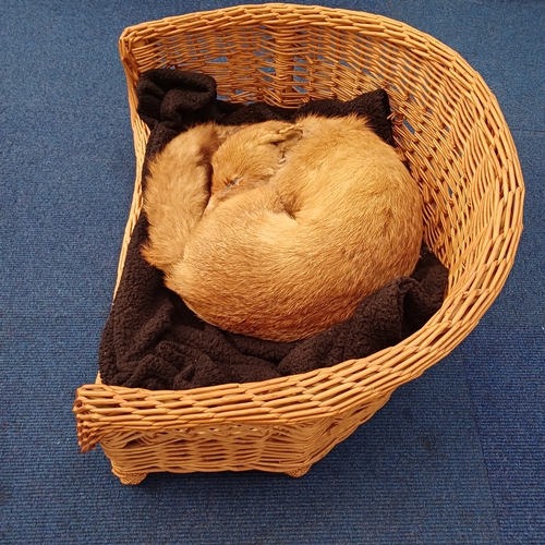 73 - Here is 'Fantastic Mr Fox' who is fast asleep in his basket.  This is the first of a large collectio... 