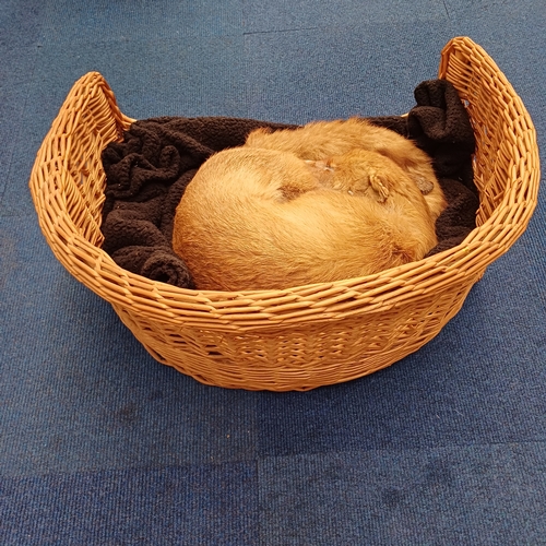 73 - Here is 'Fantastic Mr Fox' who is fast asleep in his basket.  This is the first of a large collectio... 