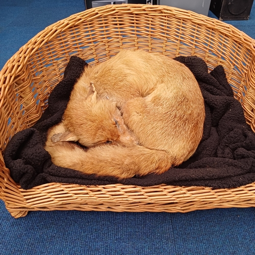 46 - Here is 'Fantastic Mr Fox' who is fast asleep in his basket.  This is the first of a large collectio... 