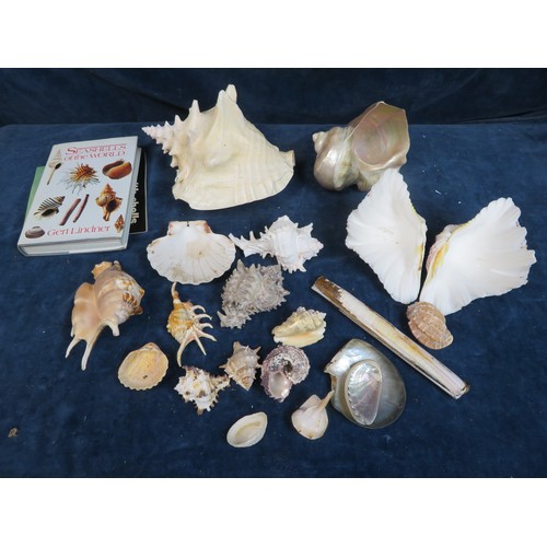 678 - A quantity of shells including a pair of clam shells, etc.