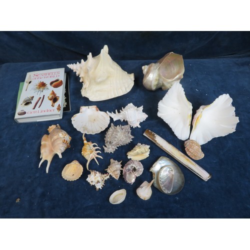 678 - A quantity of shells including a pair of clam shells, etc.