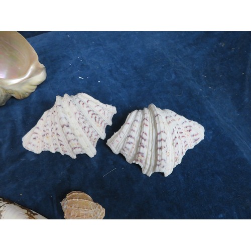 678 - A quantity of shells including a pair of clam shells, etc.