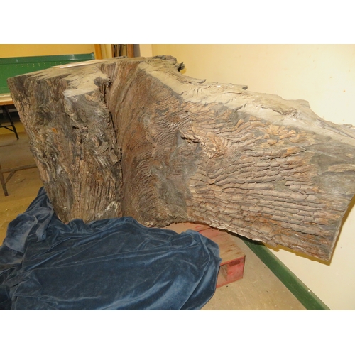 21 - A large piece of bog oak, believed to be over 6000  years old, from Holme Fen Cambridgeshire. Overal... 