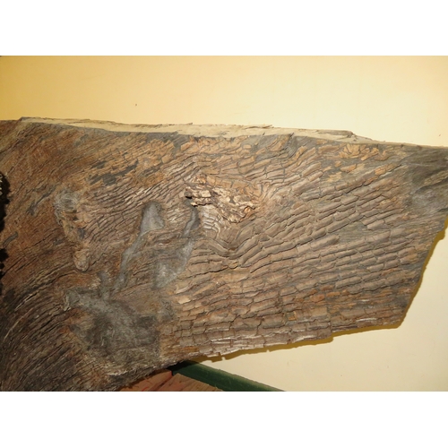 21 - A large piece of bog oak, believed to be over 6000  years old, from Holme Fen Cambridgeshire. Overal... 