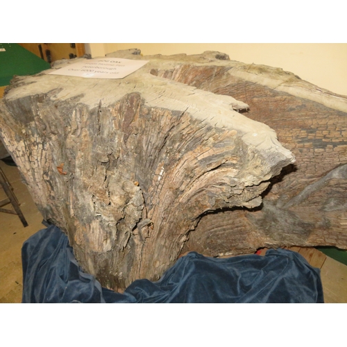 21 - A large piece of bog oak, believed to be over 6000  years old, from Holme Fen Cambridgeshire. Overal... 