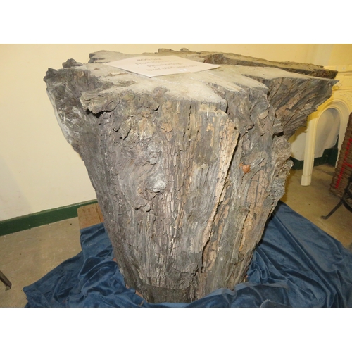 21 - A large piece of bog oak, believed to be over 6000  years old, from Holme Fen Cambridgeshire. Overal... 