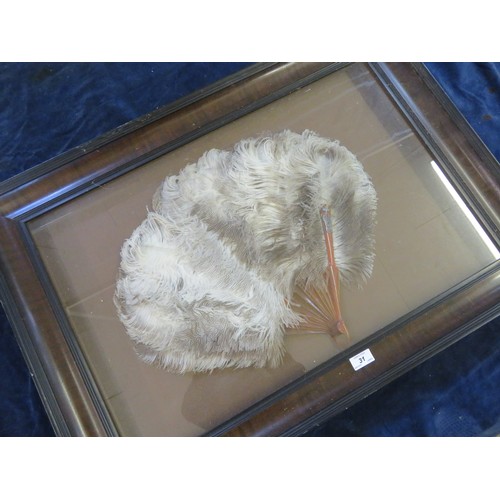 31 - A framed ostrich feather fan.