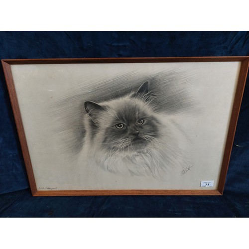 71 - A framed pencil drawing of a British Colour Point Cat, signed.