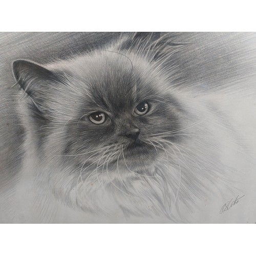 71 - A framed pencil drawing of a British Colour Point Cat, signed.