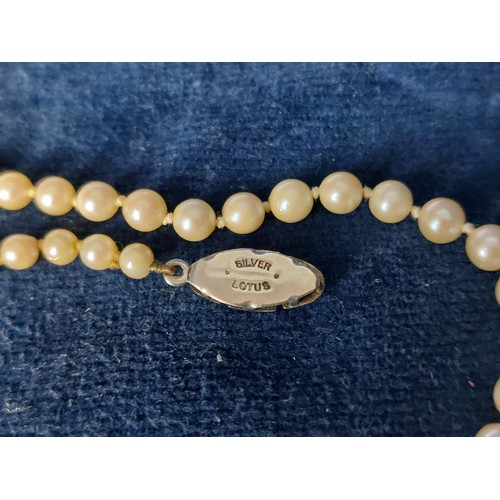 232 - A string of Lotus graduated seed pearls with silver clasp having 3 Marcasites inset, in original cas... 