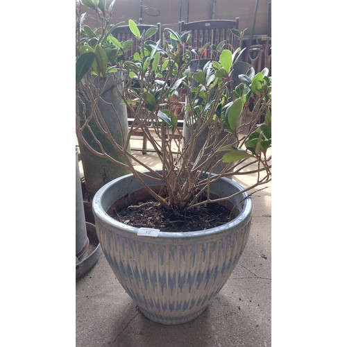 12 - BLUE GLAZED POT WITH SHRUB