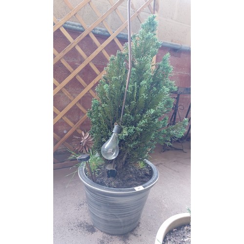 67 - GREY GLAZED PLANTED POT WITH CONIFER