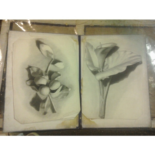 247 - An old portfolio containing a collection of good quality charcoal studies of fruit and flowers