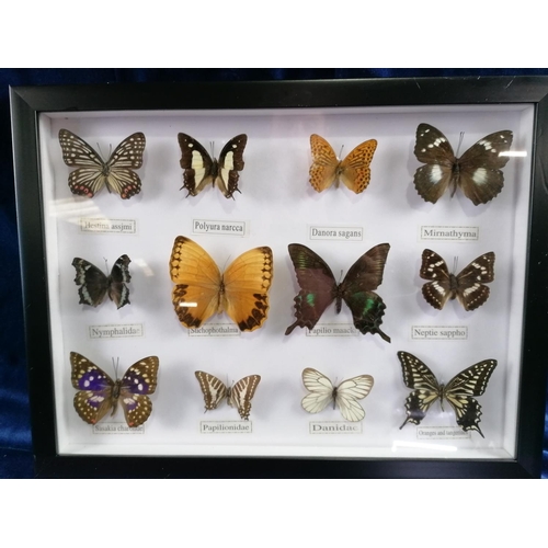 53 - A case of butterflies