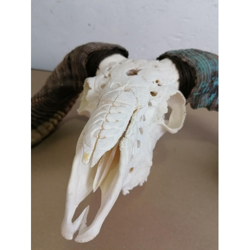 167 - Intricately Carved Goats Skull with Long Curly Horns.