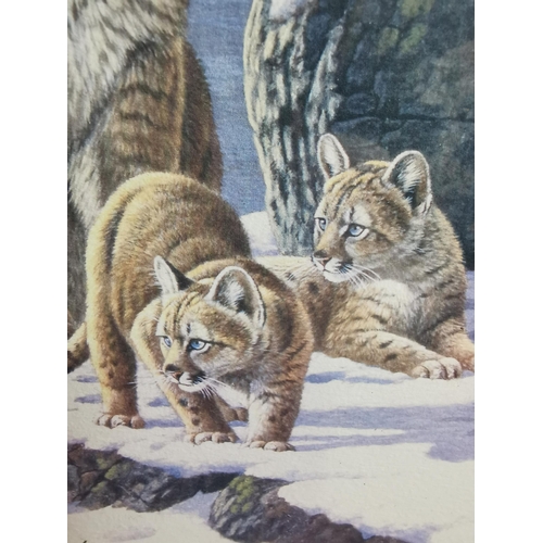 68 - Frosty beginnings. Snow leopard print. By Stephen Gaylord. 21x18 Inches.