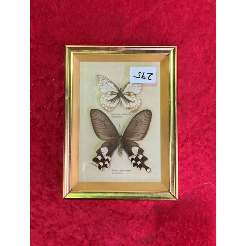 295 - Framed and Mounted Butterflies