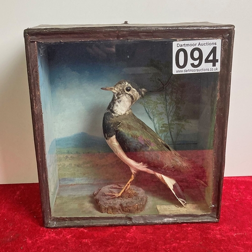 94 - Victorian taxidermy Lapwing bird with label inside case