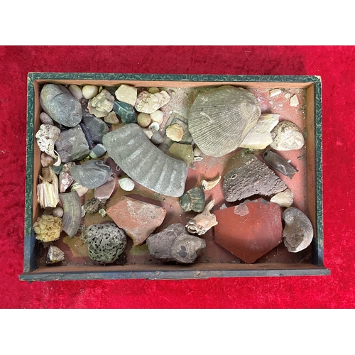 133 - Rustic set of drawers containing a collection of shells and fossils