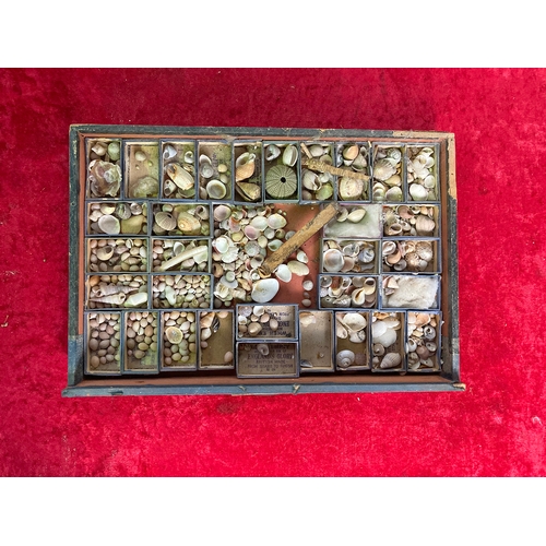 133 - Rustic set of drawers containing a collection of shells and fossils