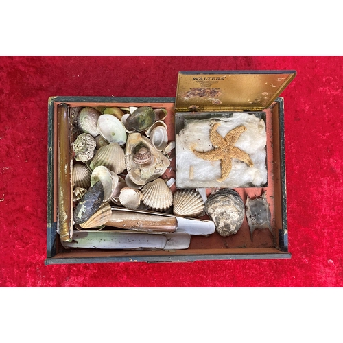 133 - Rustic set of drawers containing a collection of shells and fossils