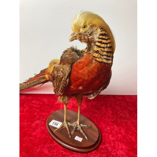 156 - Taxidermy Chinese Pheasant