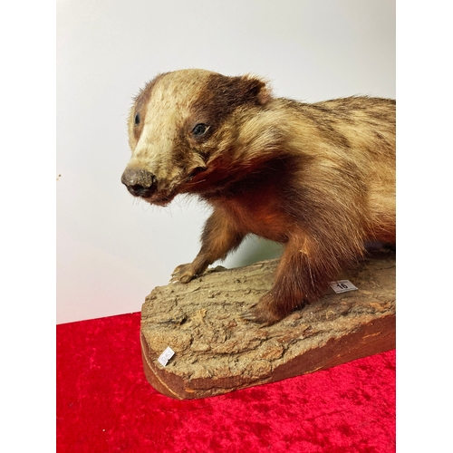 16 - Taxidermy badger on wooden log base approx 75 cm from nose to tail